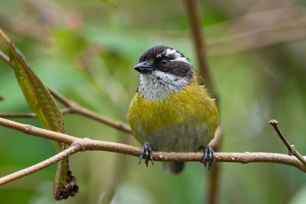 Sooty-capped Chlorospingus - ML623249609