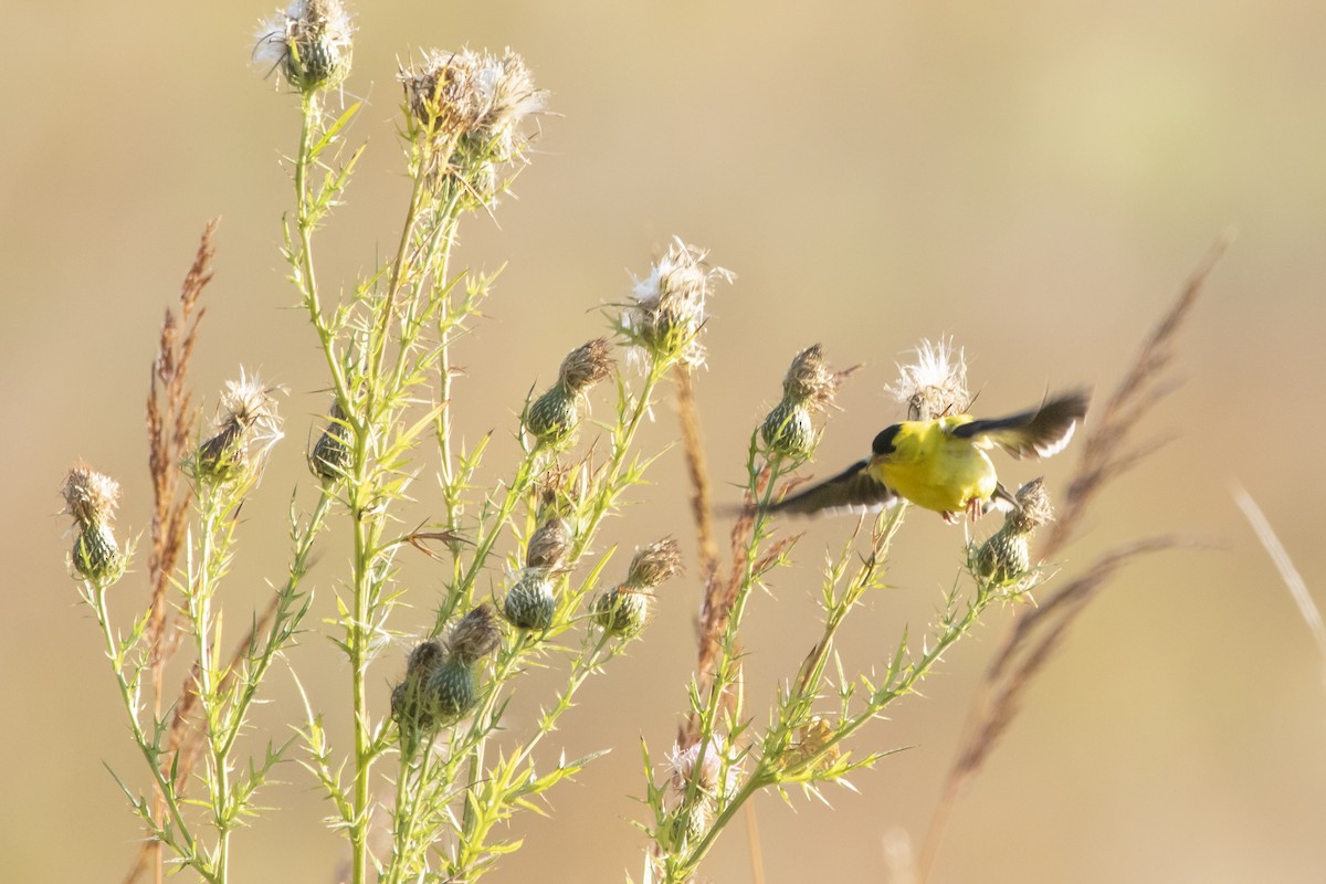 American Goldfinch - ML623249620