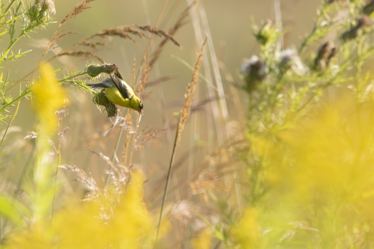 American Goldfinch - ML623249621