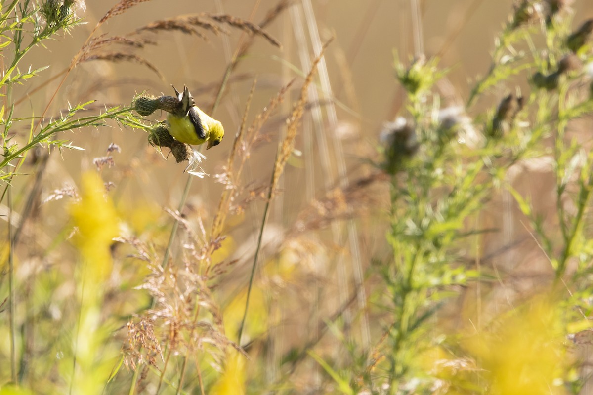 American Goldfinch - ML623249623