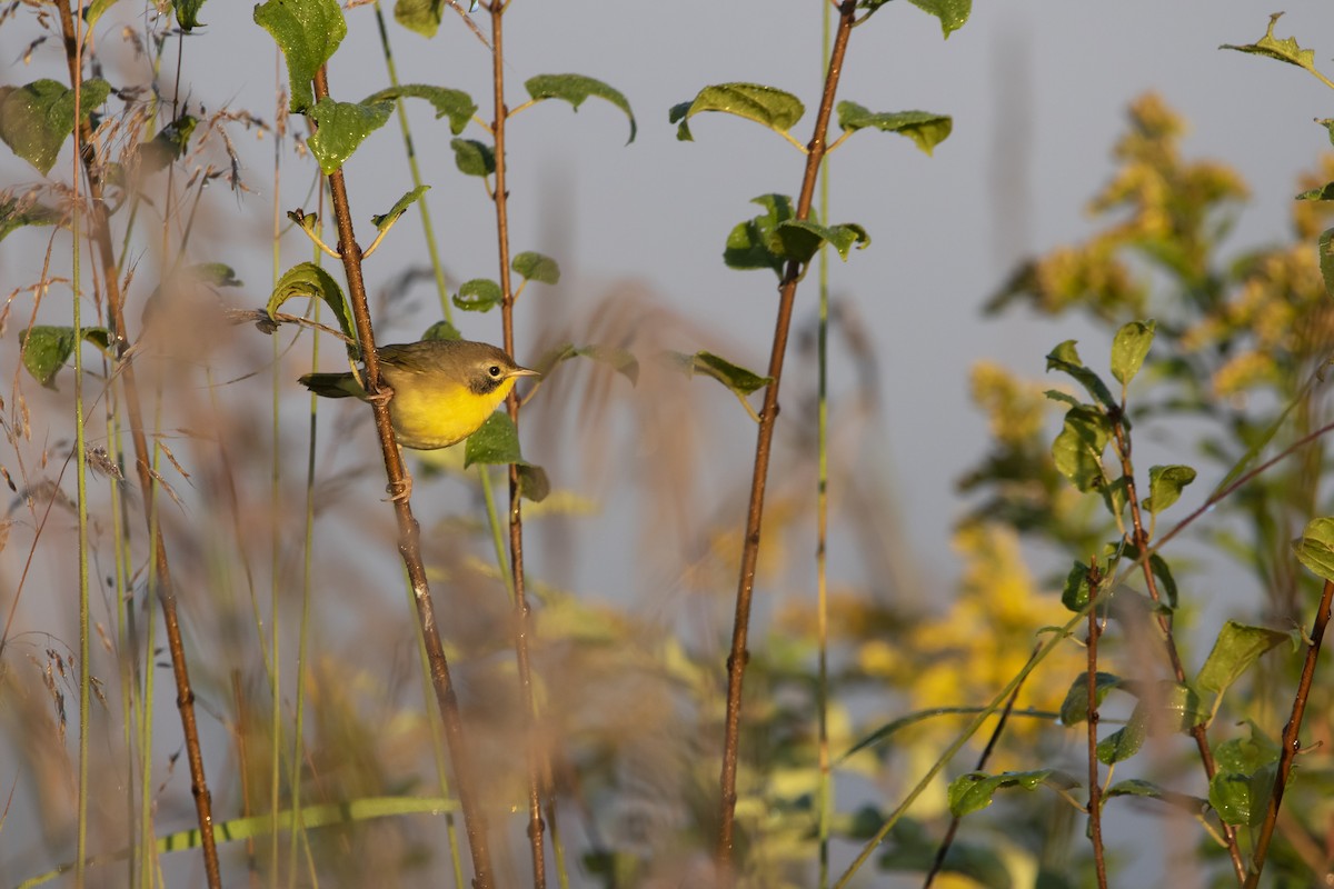 Common Yellowthroat - ML623249633