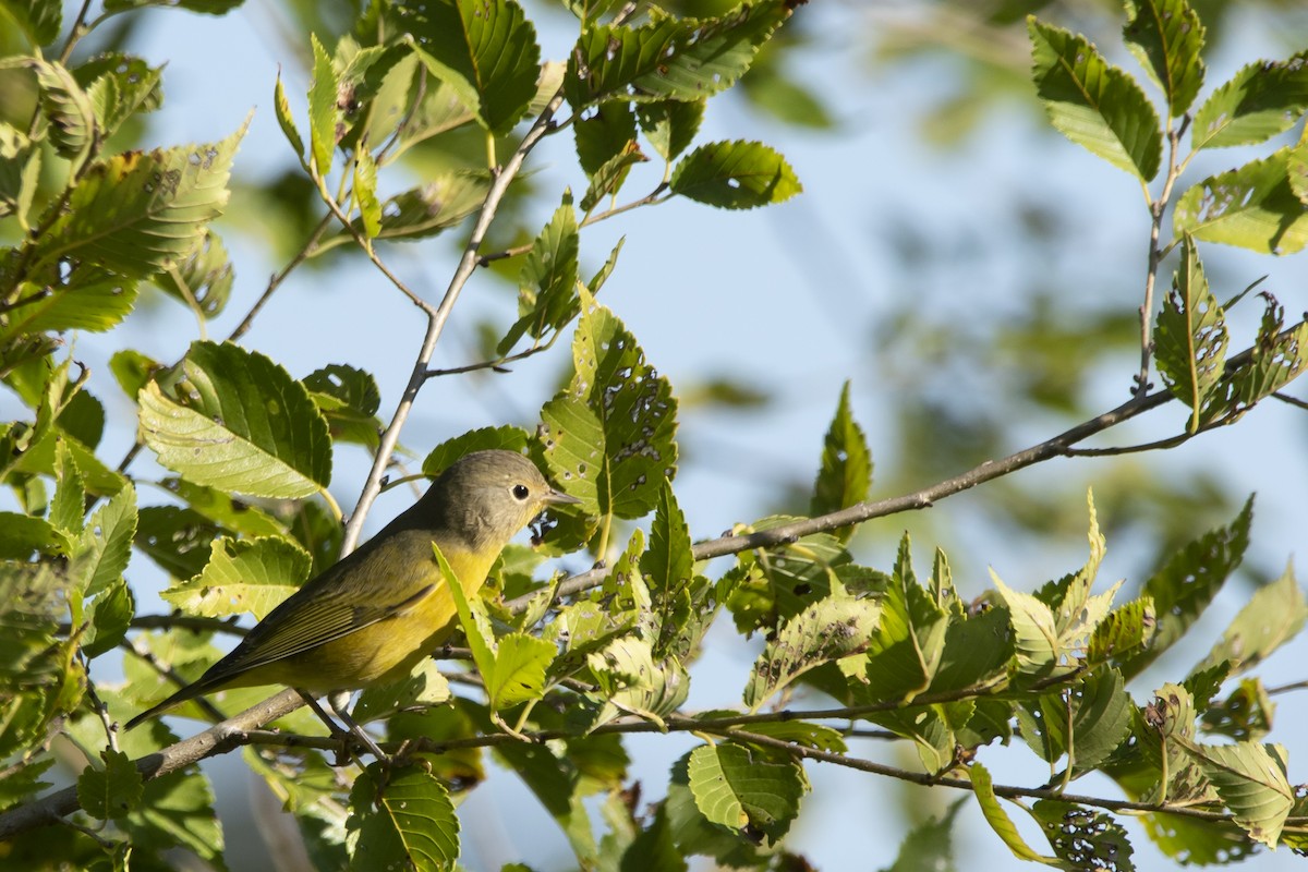 Nashville Warbler - ML623249636