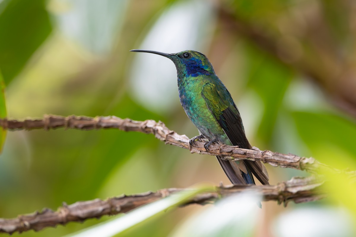 Lesser Violetear - ML623249646