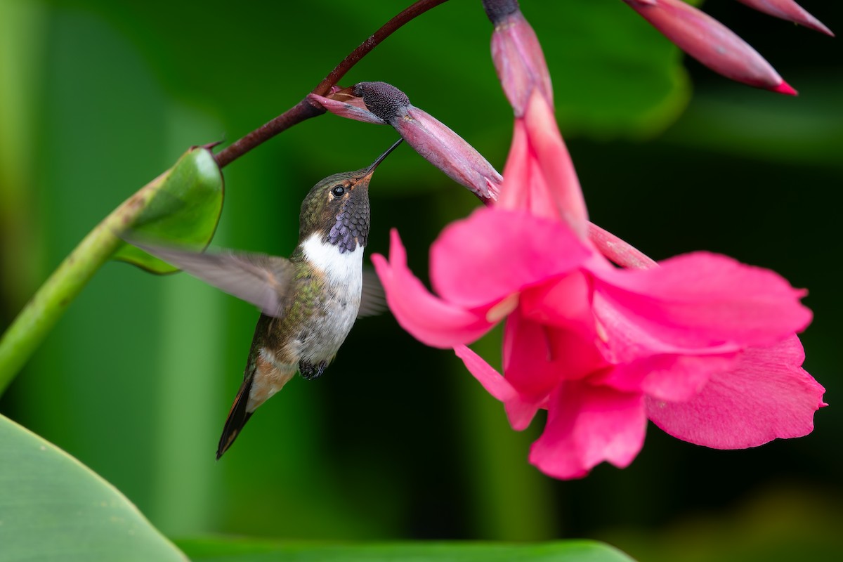 Volcano Hummingbird - ML623249652