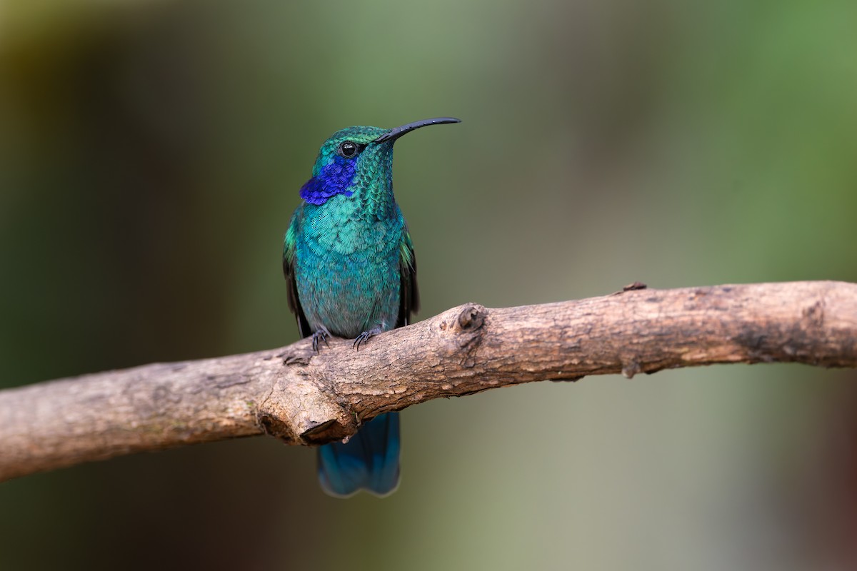 Lesser Violetear - ML623249654