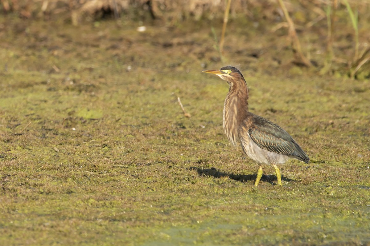 Green Heron - ML623249671