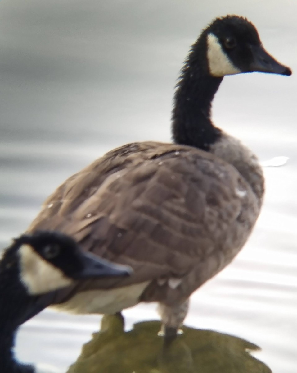 Canada Goose - ML623249676