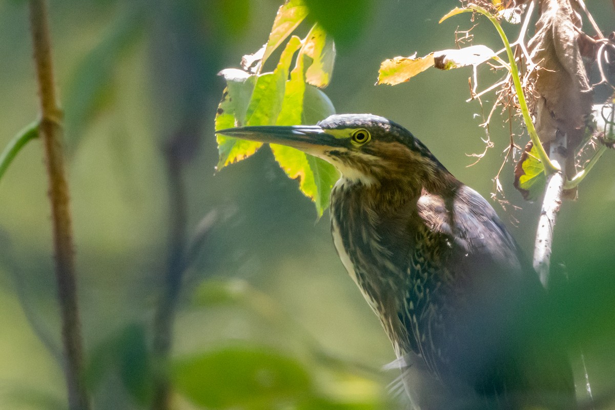 Green Heron - ML623249677