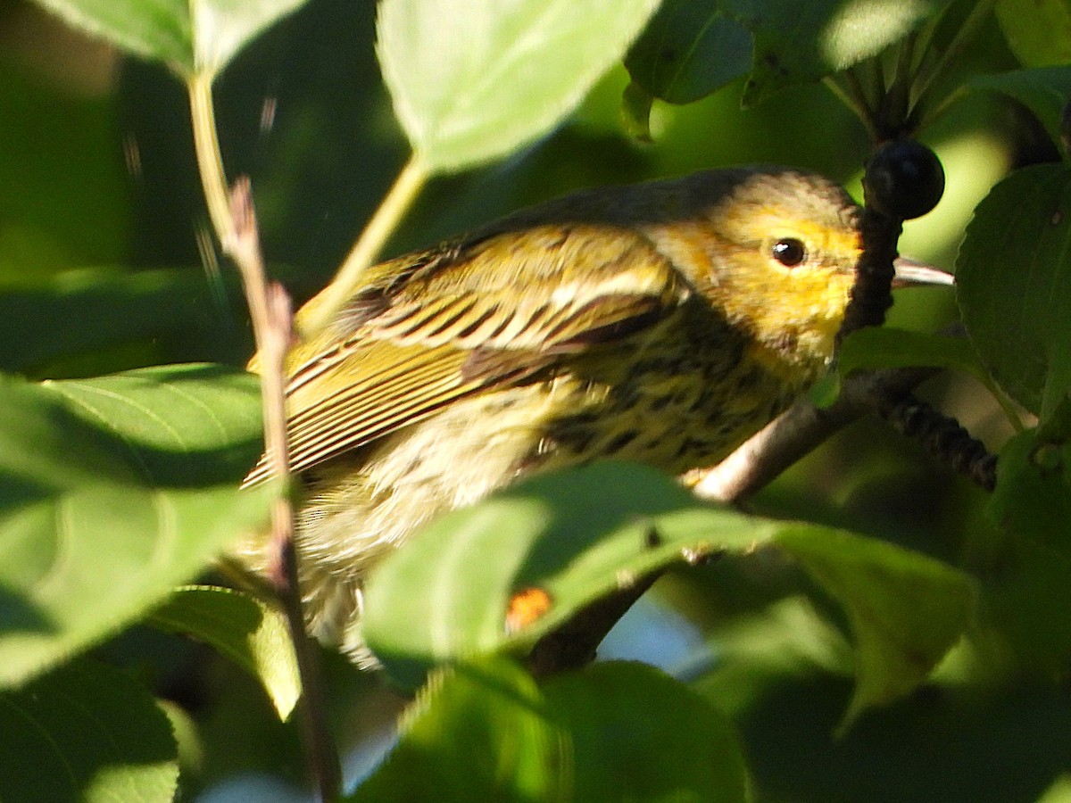 Cape May Warbler - ML623249682