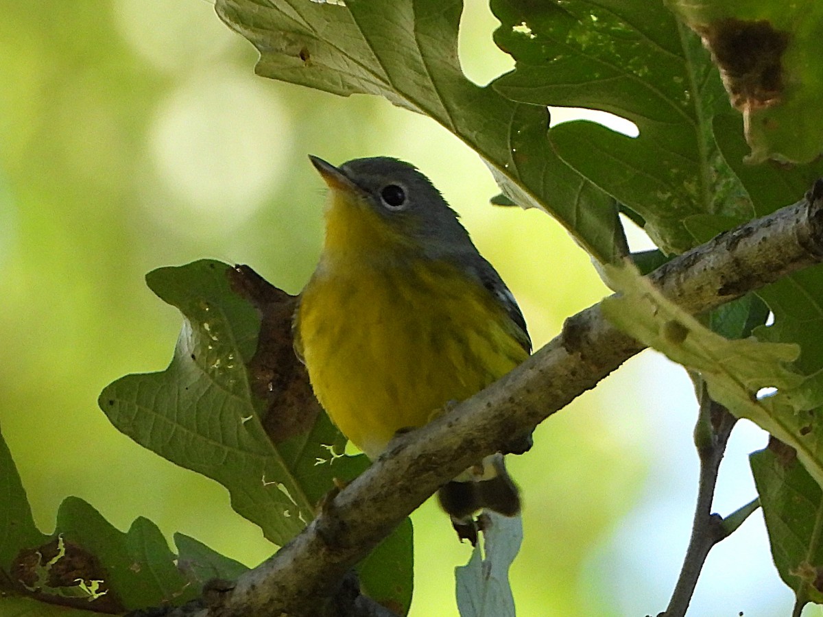 Magnolia Warbler - ML623249695