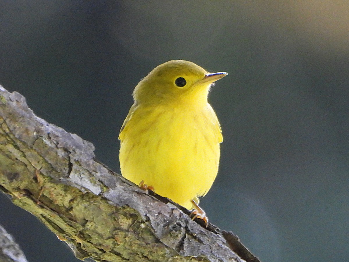 Yellow Warbler - ML623249707