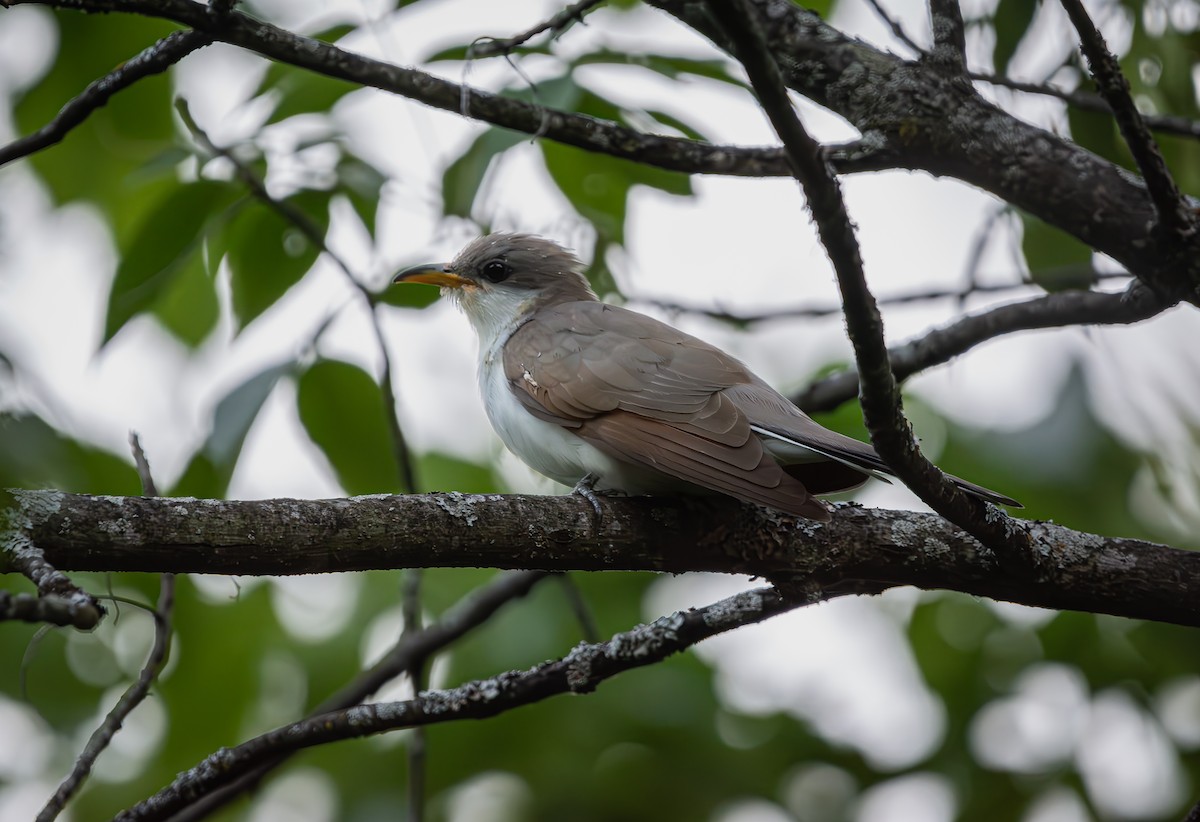 Yellow-billed Cuckoo - Tristan Ducharme