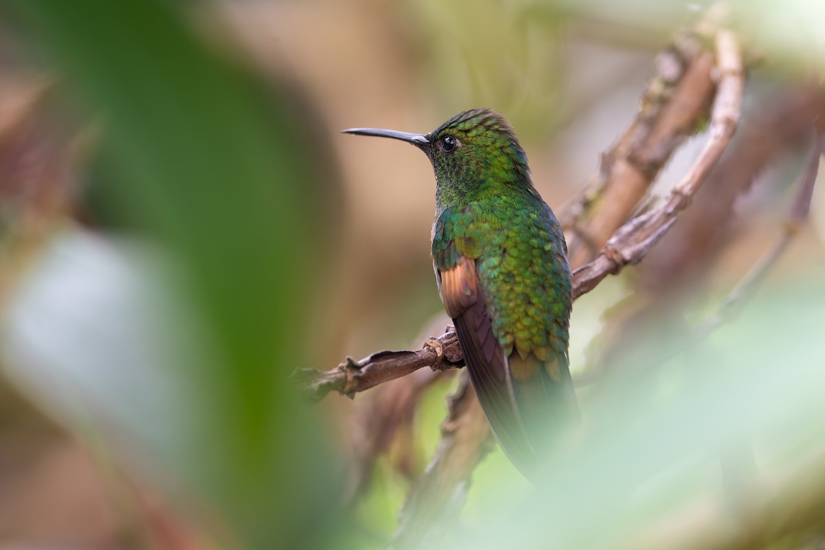 Stripe-tailed Hummingbird - ML623249710