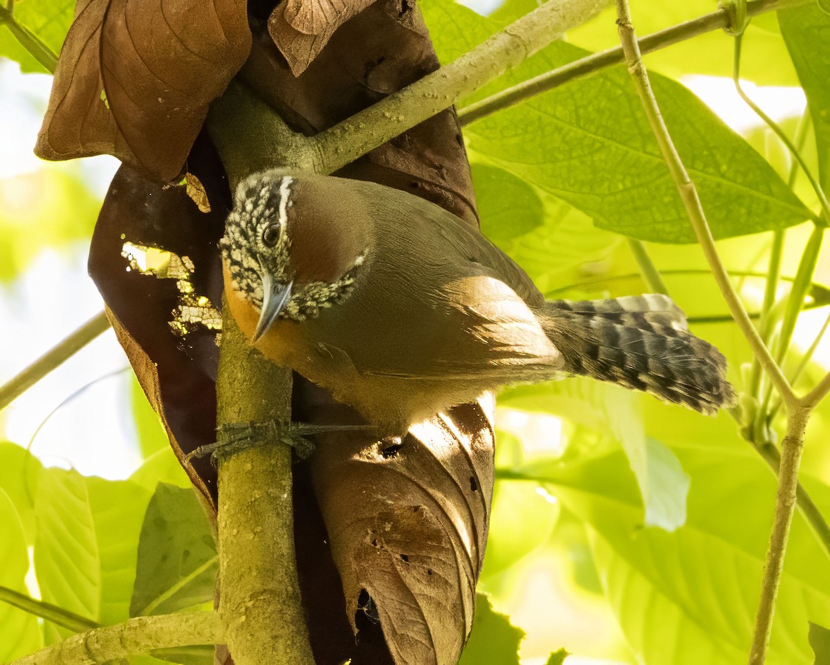 Rufous-breasted Wren - ML623249711