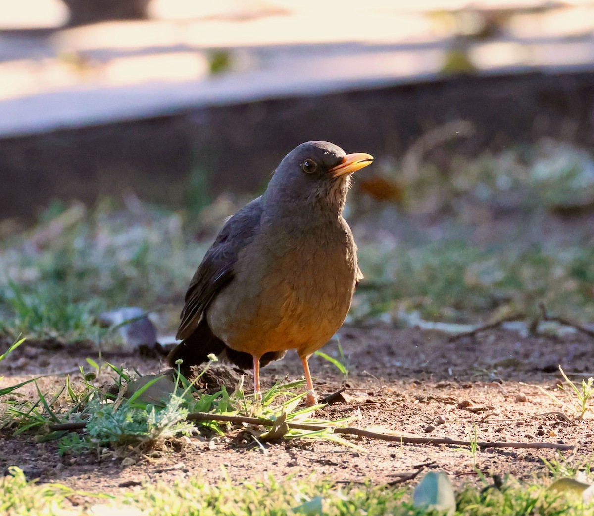 Karoo Thrush - ML623249784