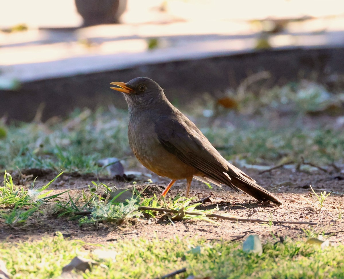 Karoo Thrush - ML623249785