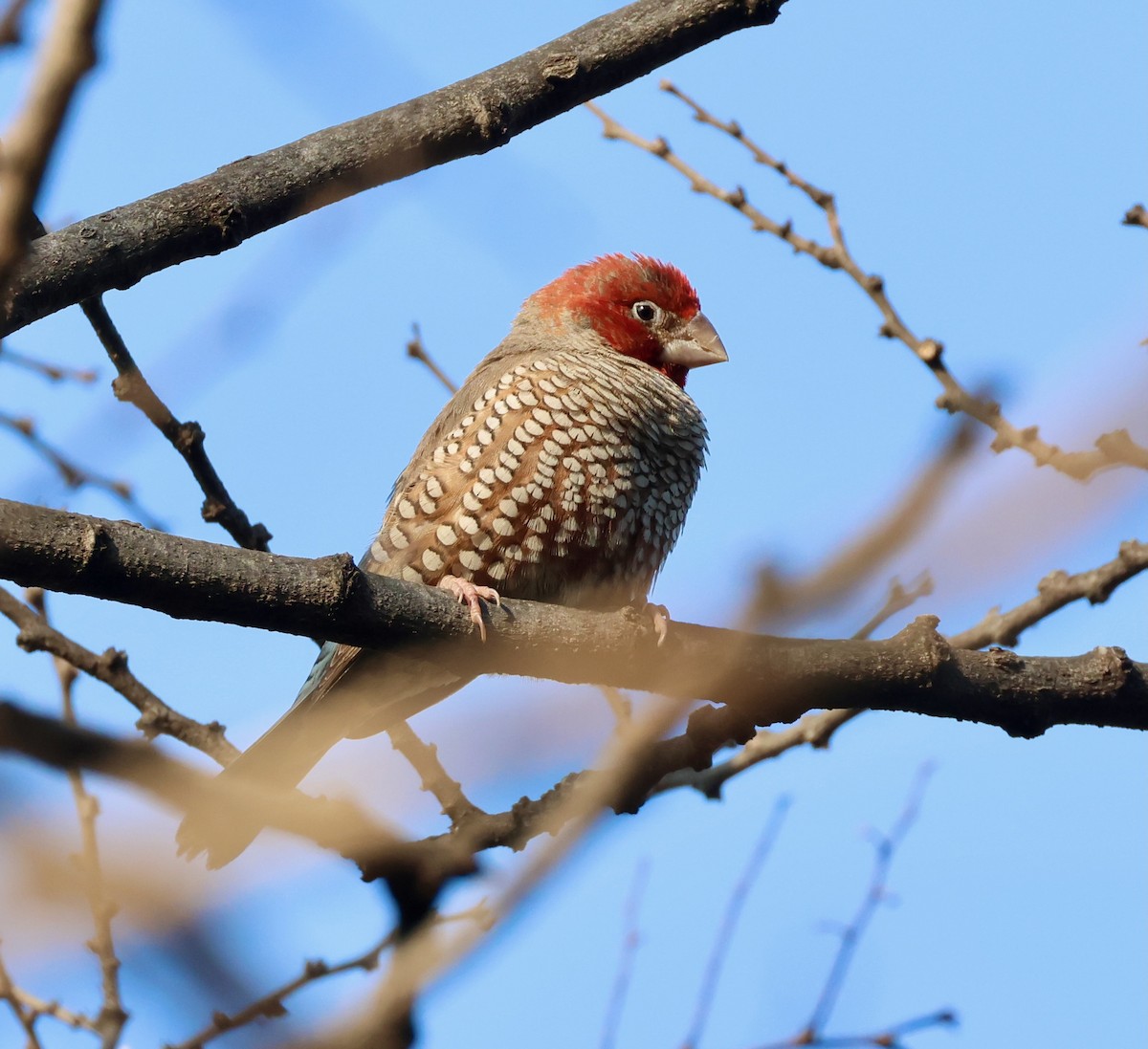 Red-headed Finch - ML623249792