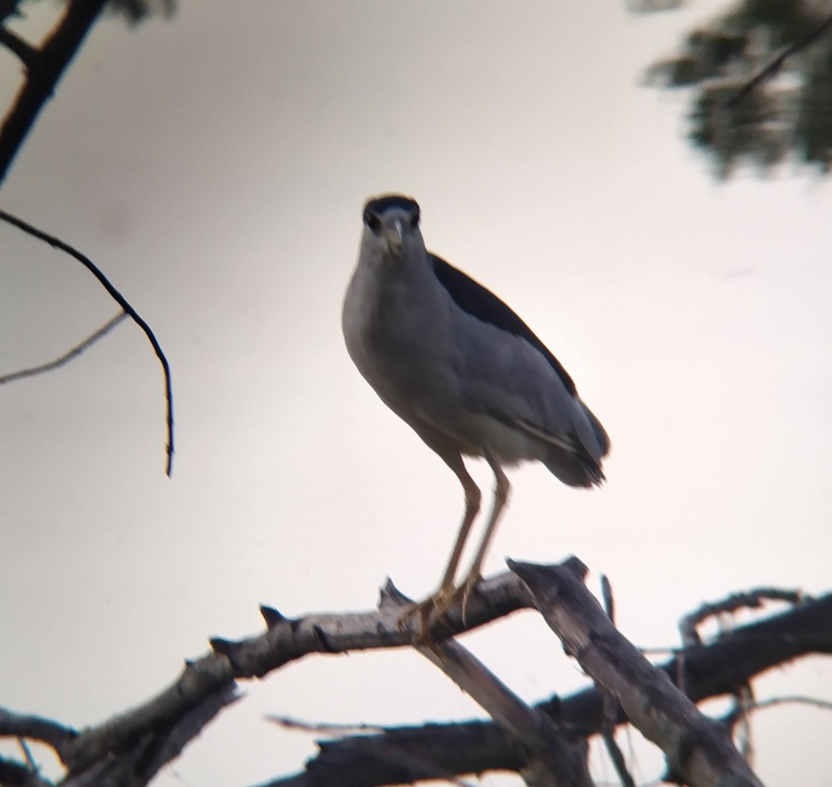 Black-crowned Night Heron - ML623249798