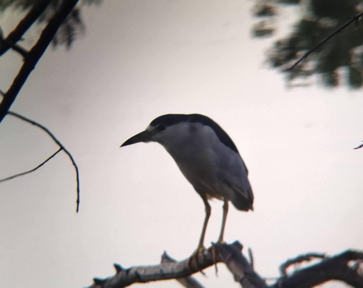 Black-crowned Night Heron - ML623249800