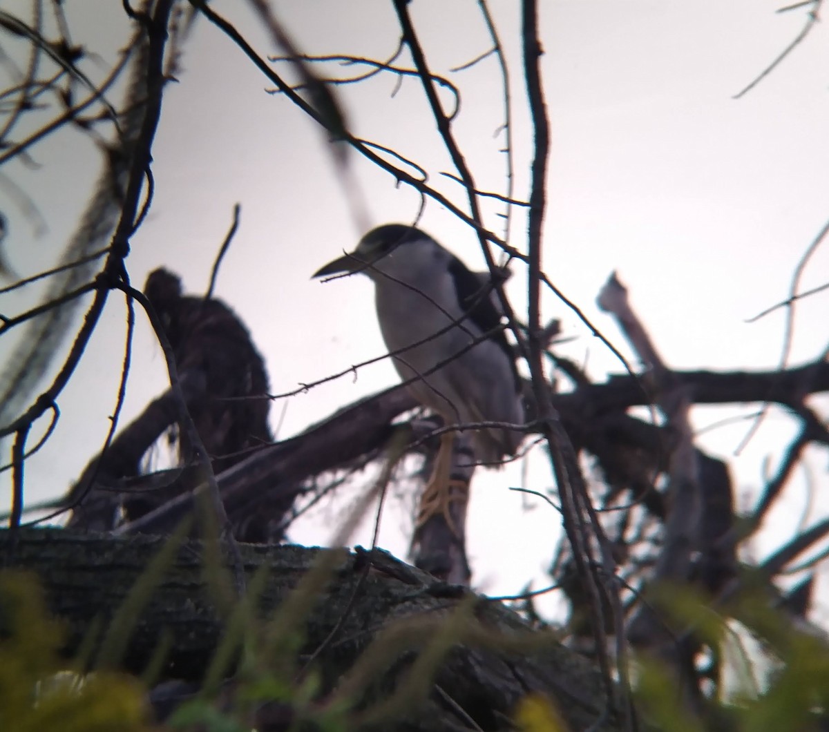 Black-crowned Night Heron - ML623249801