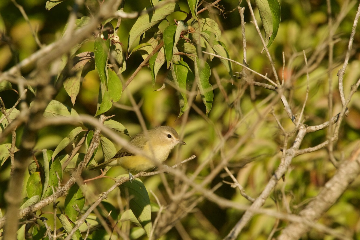 Eastern Warbling Vireo - ML623249803