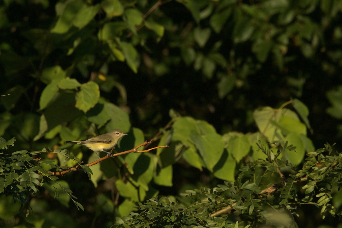 Eastern Warbling Vireo - ML623249805
