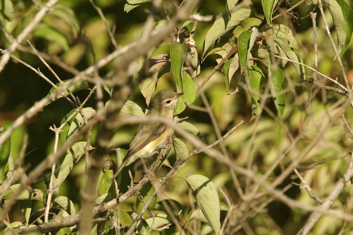 Eastern Warbling Vireo - ML623249806