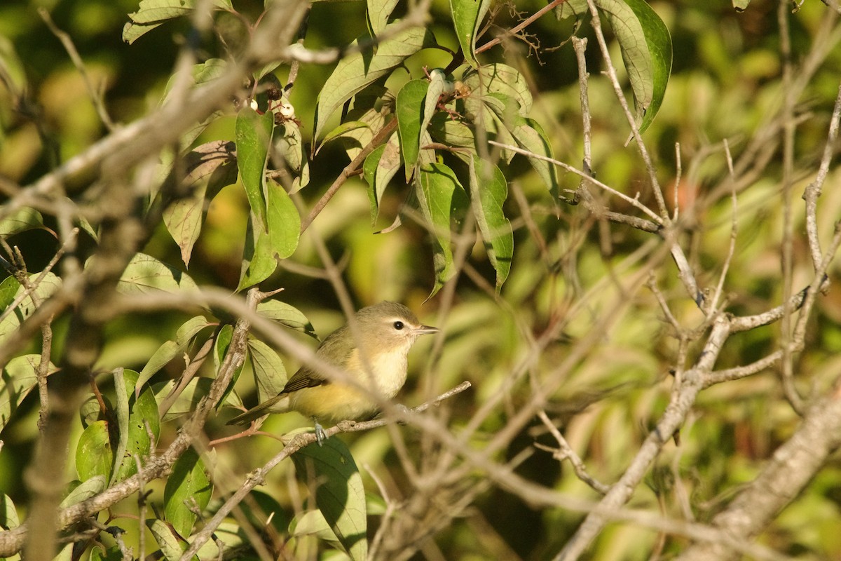 Eastern Warbling Vireo - ML623249807