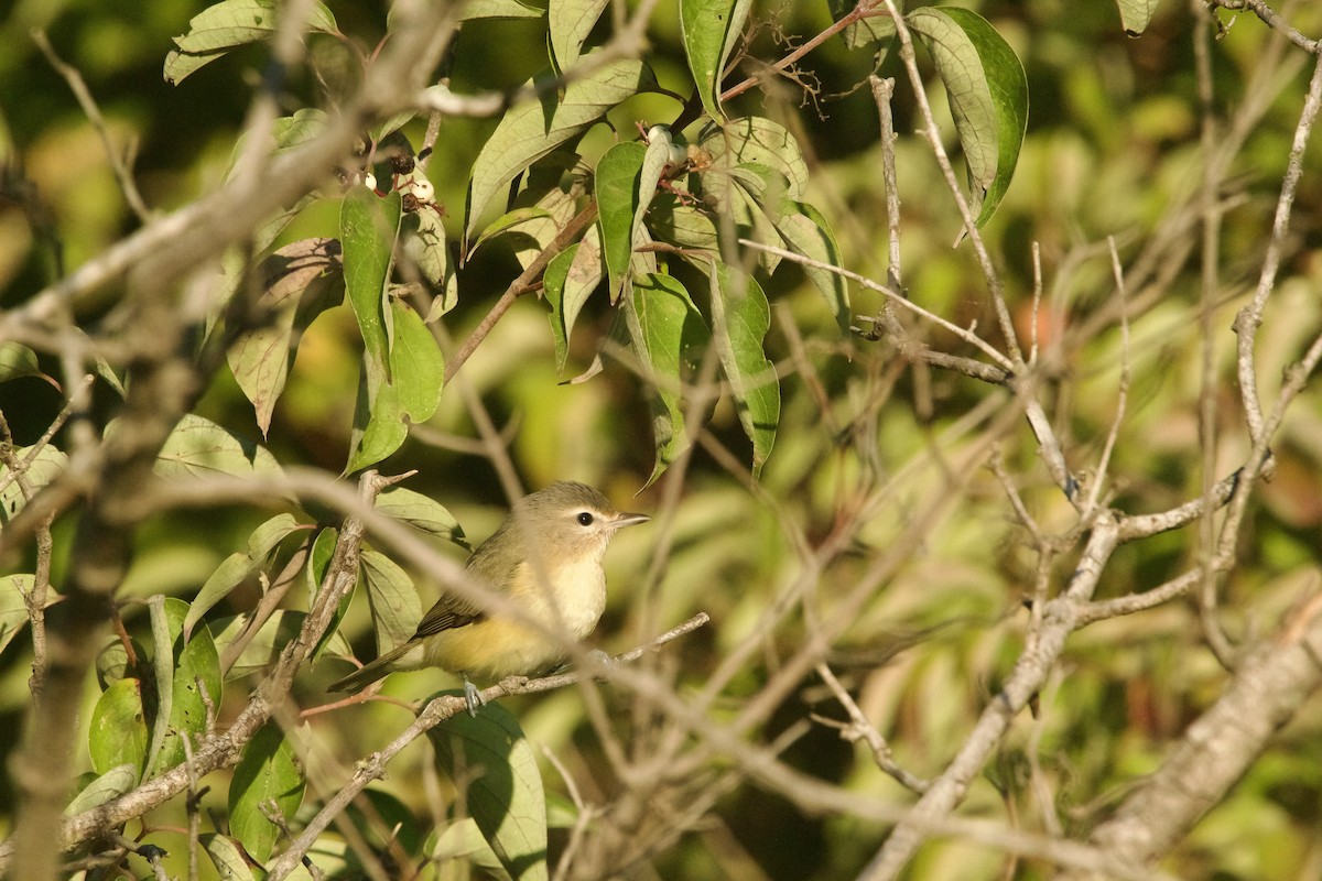 Eastern Warbling Vireo - ML623249808
