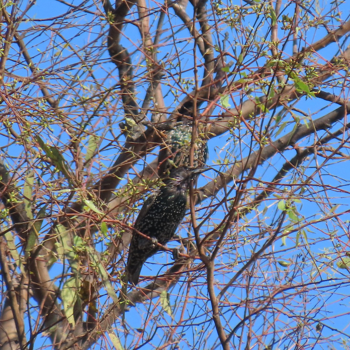 European Starling - ML623249834