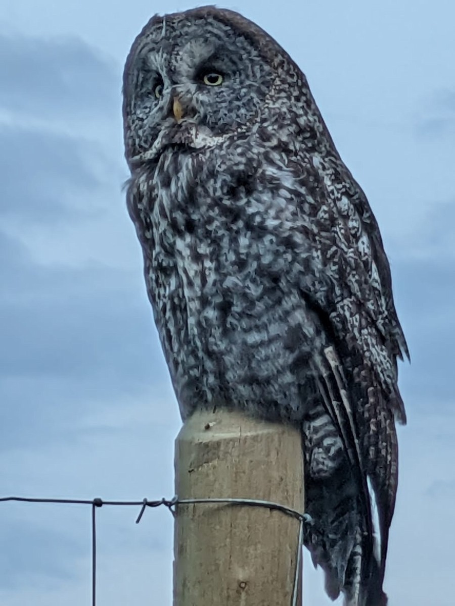 Cárabo Lapón - ML623249836