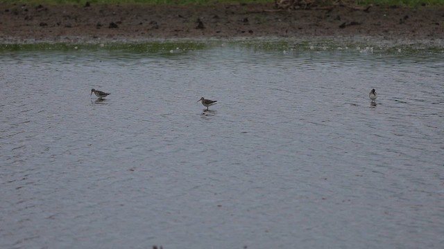 styltesnipe - ML623249856