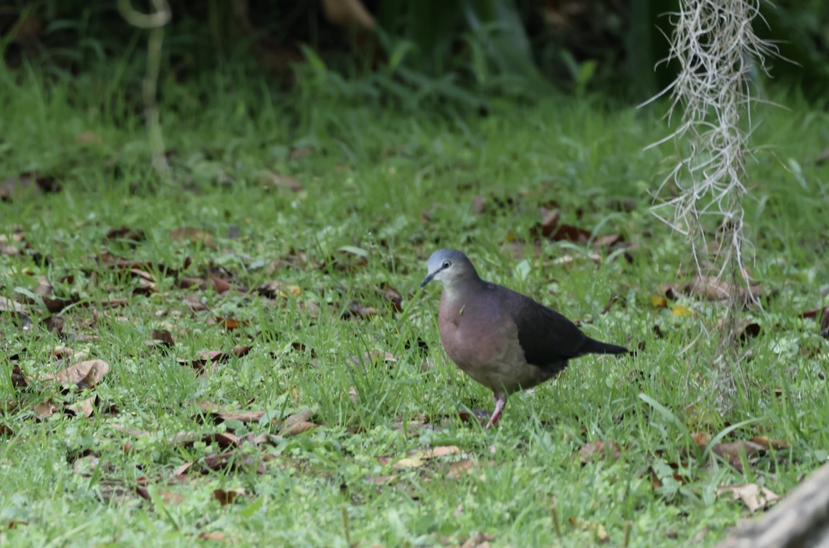 Tolima Dove - ML623249864