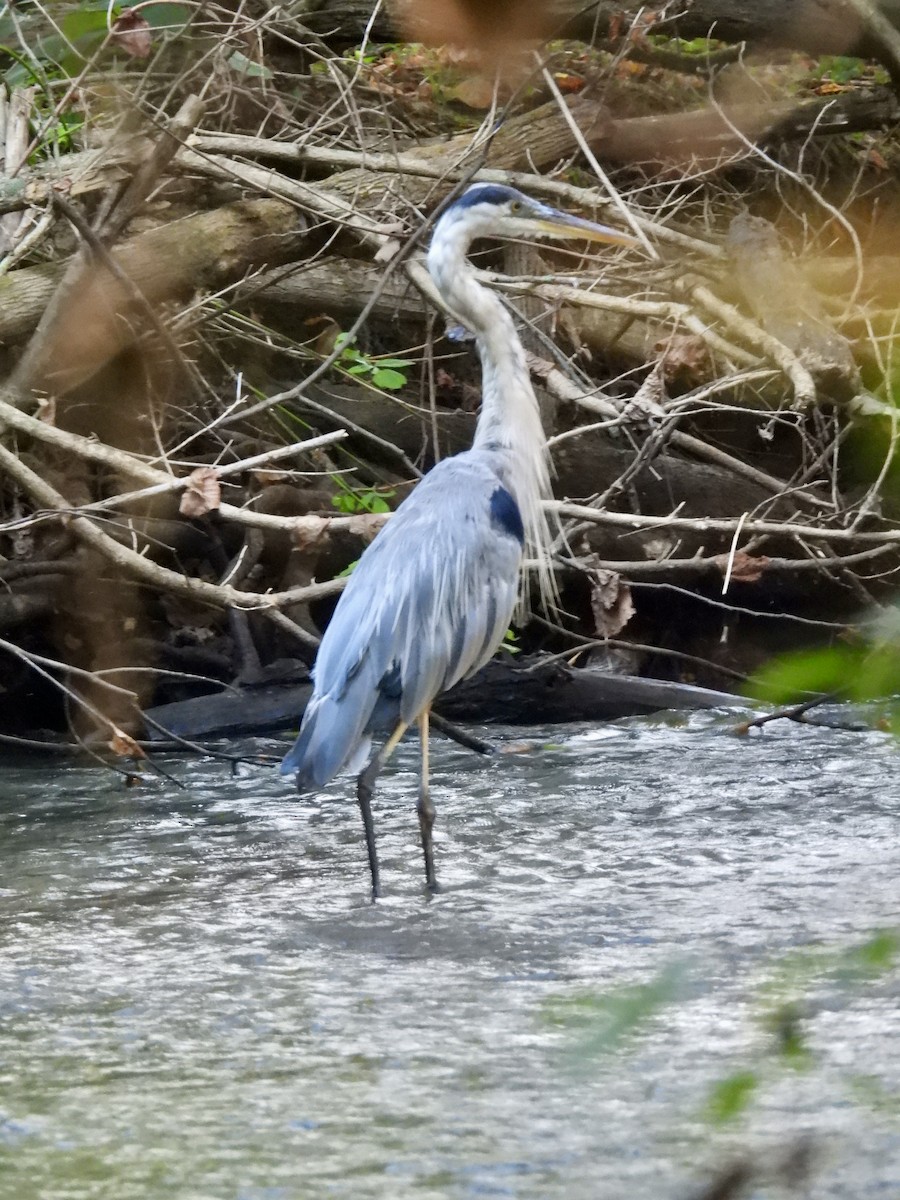 Great Blue Heron - ML623249882