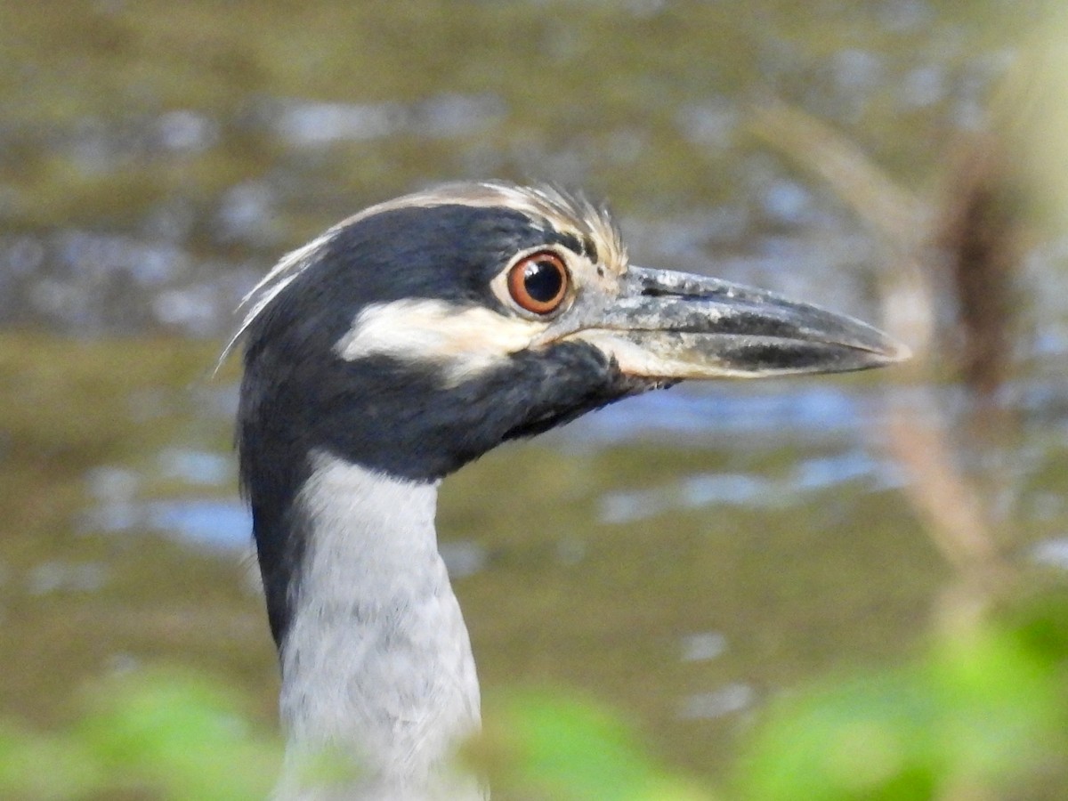 Yellow-crowned Night Heron - ML623249965