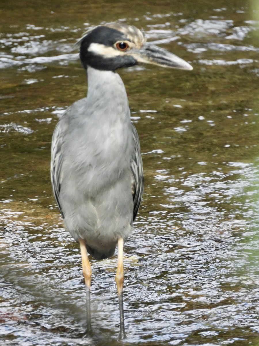 Yellow-crowned Night Heron - ML623249982