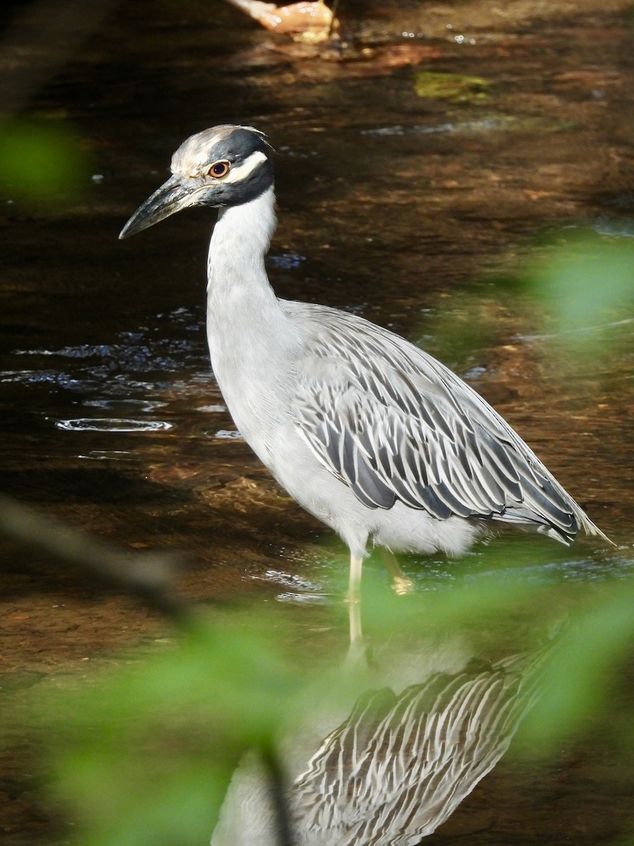 Yellow-crowned Night Heron - ML623249990