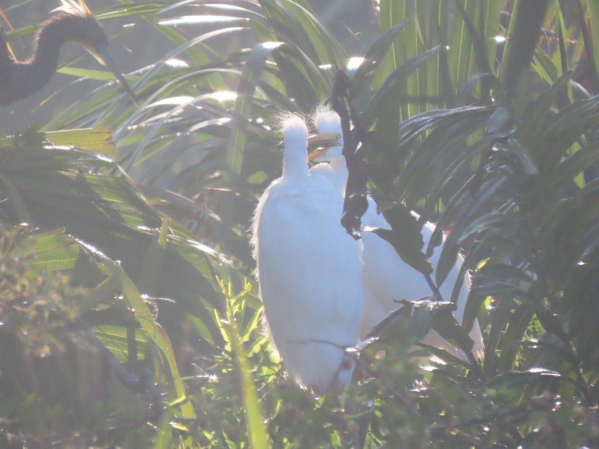 Great Egret - ML623250087