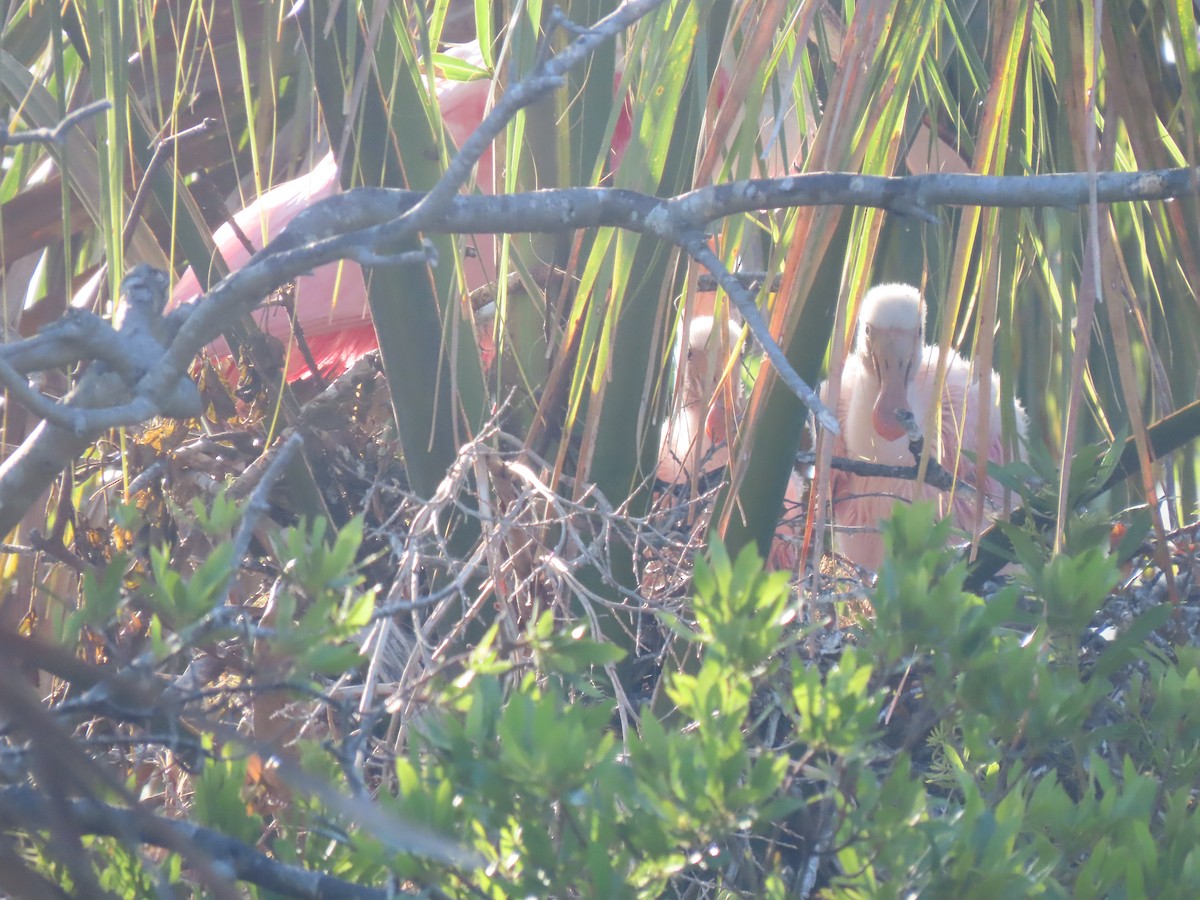 Roseate Spoonbill - ML623250136