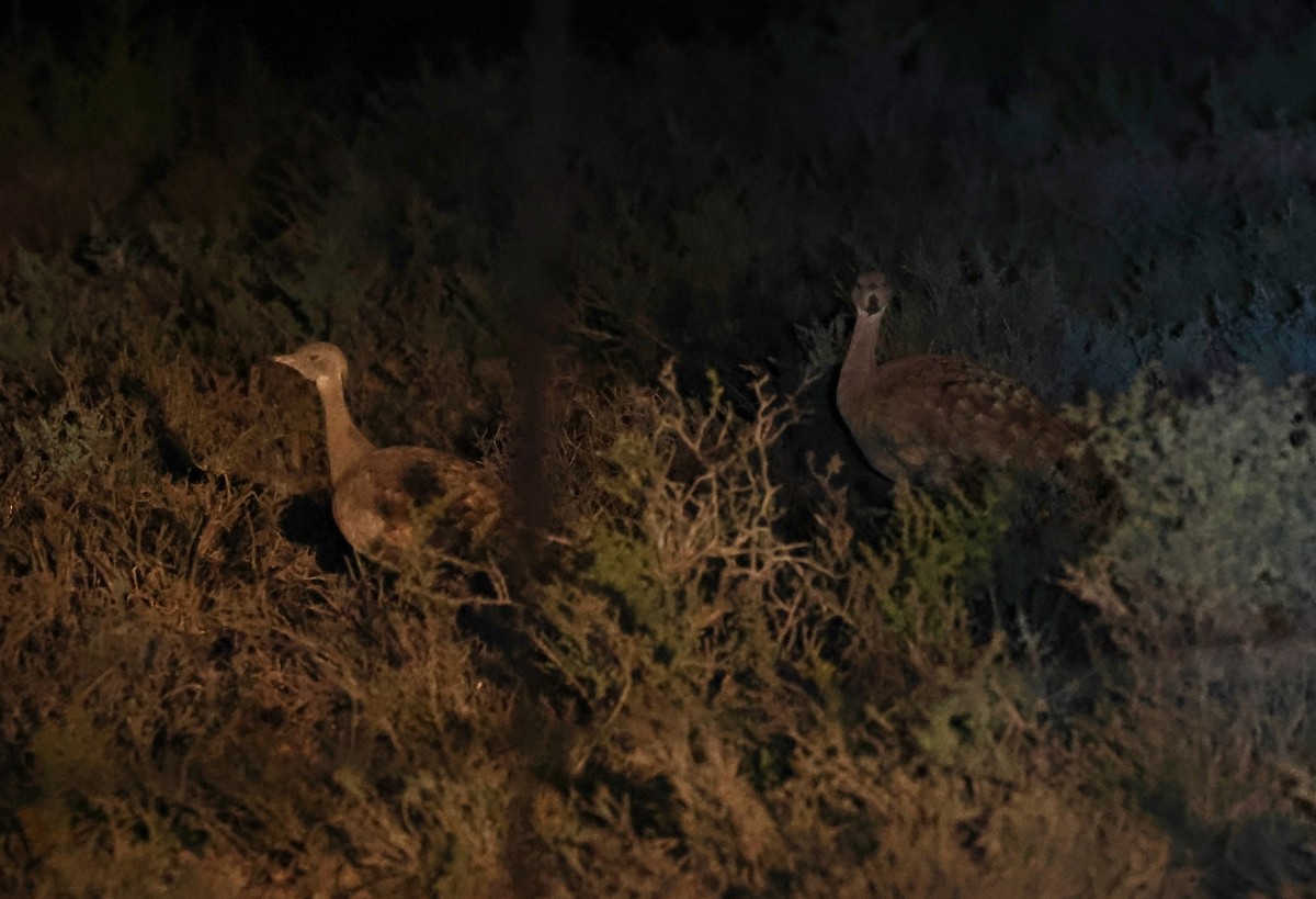 Karoo Bustard - Adam Dudley