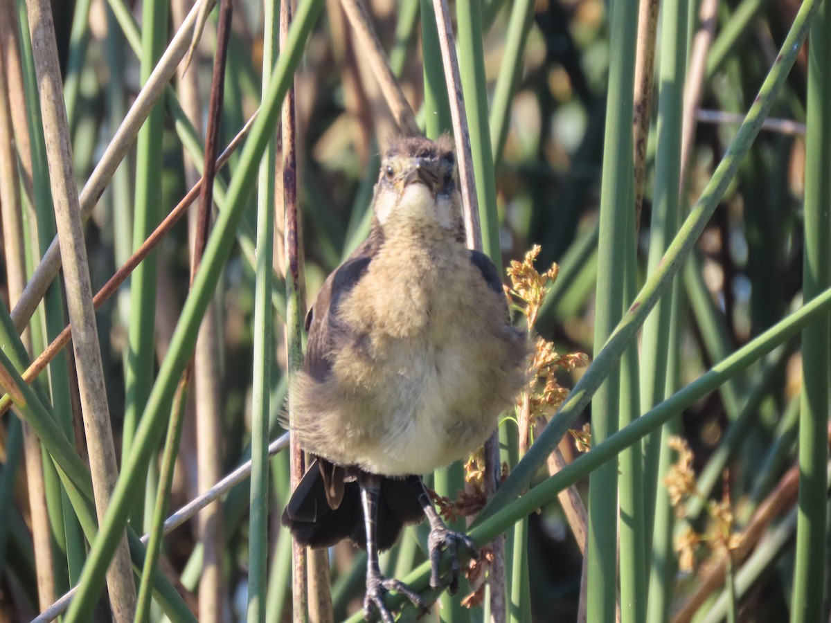 Red-winged Blackbird - ML623250148