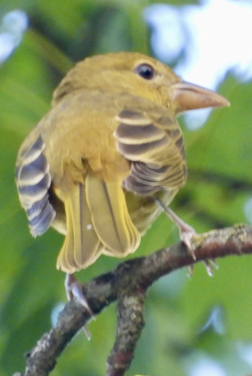 Summer Tanager - ML623250151