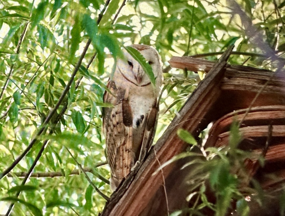 American Barn Owl - ML623250155