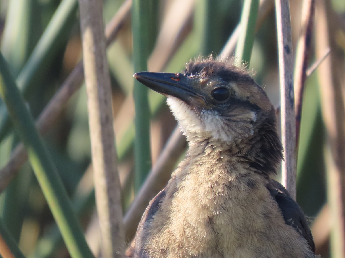 Red-winged Blackbird - ML623250163