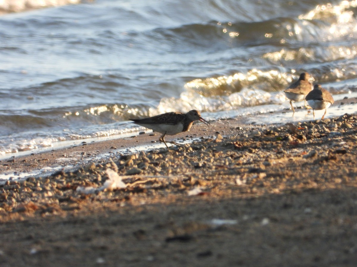 Pectoral Sandpiper - Rick Luehrs