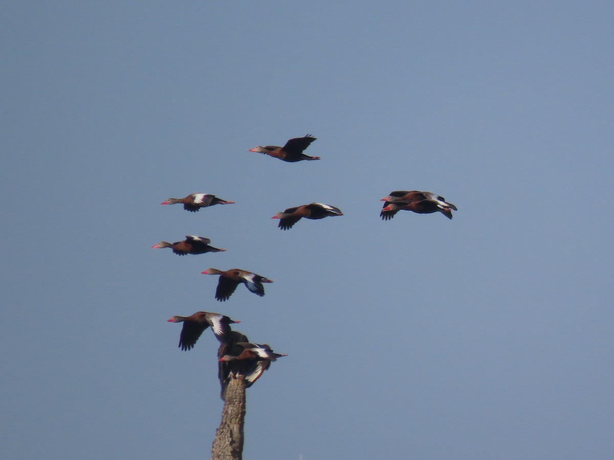 Black-bellied Whistling-Duck - ML623250174