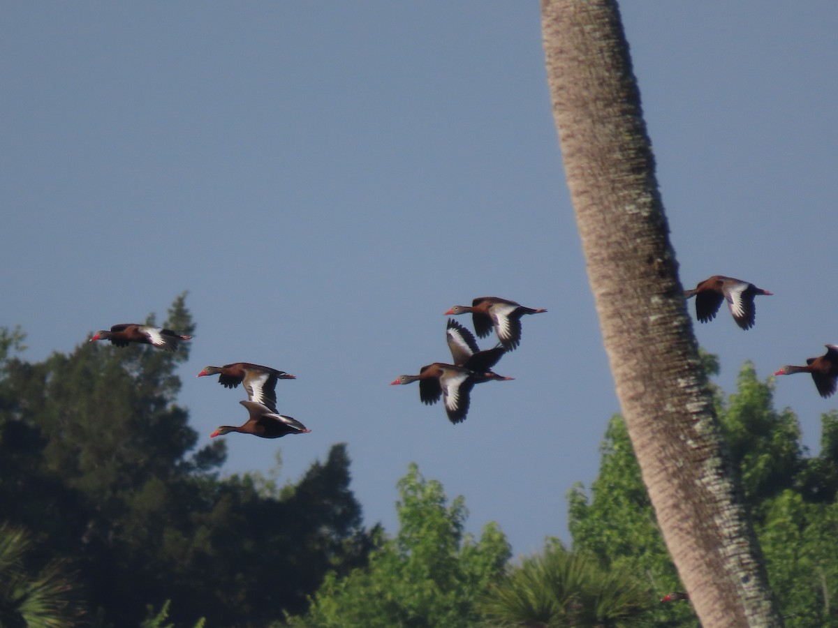 Black-bellied Whistling-Duck - ML623250176