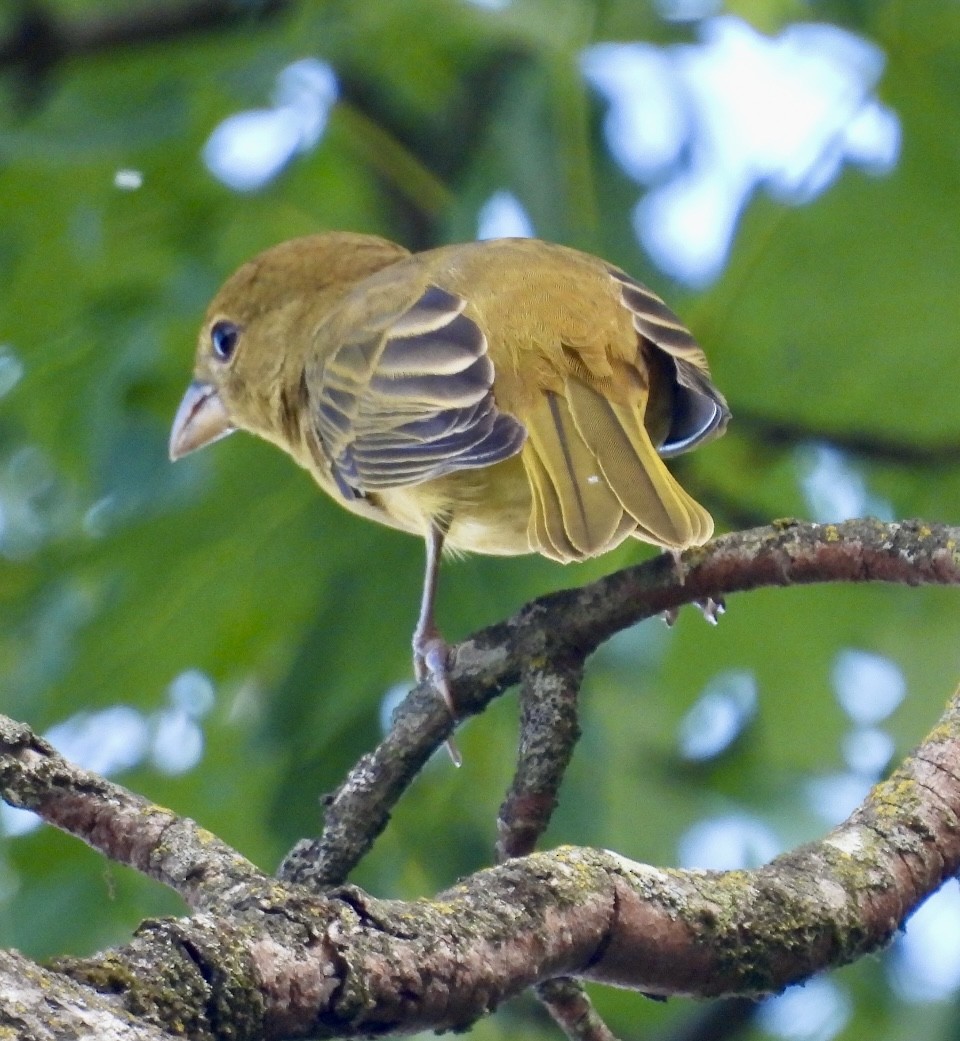 Summer Tanager - ML623250177