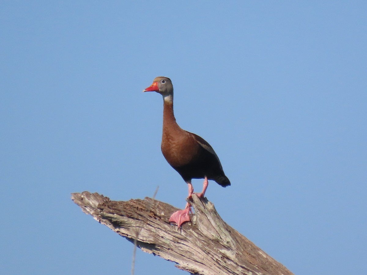 Black-bellied Whistling-Duck - ML623250185