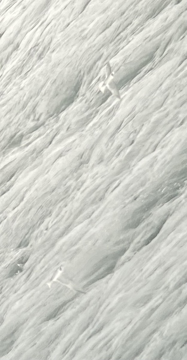 rybák dlouhoocasý - ML623250190